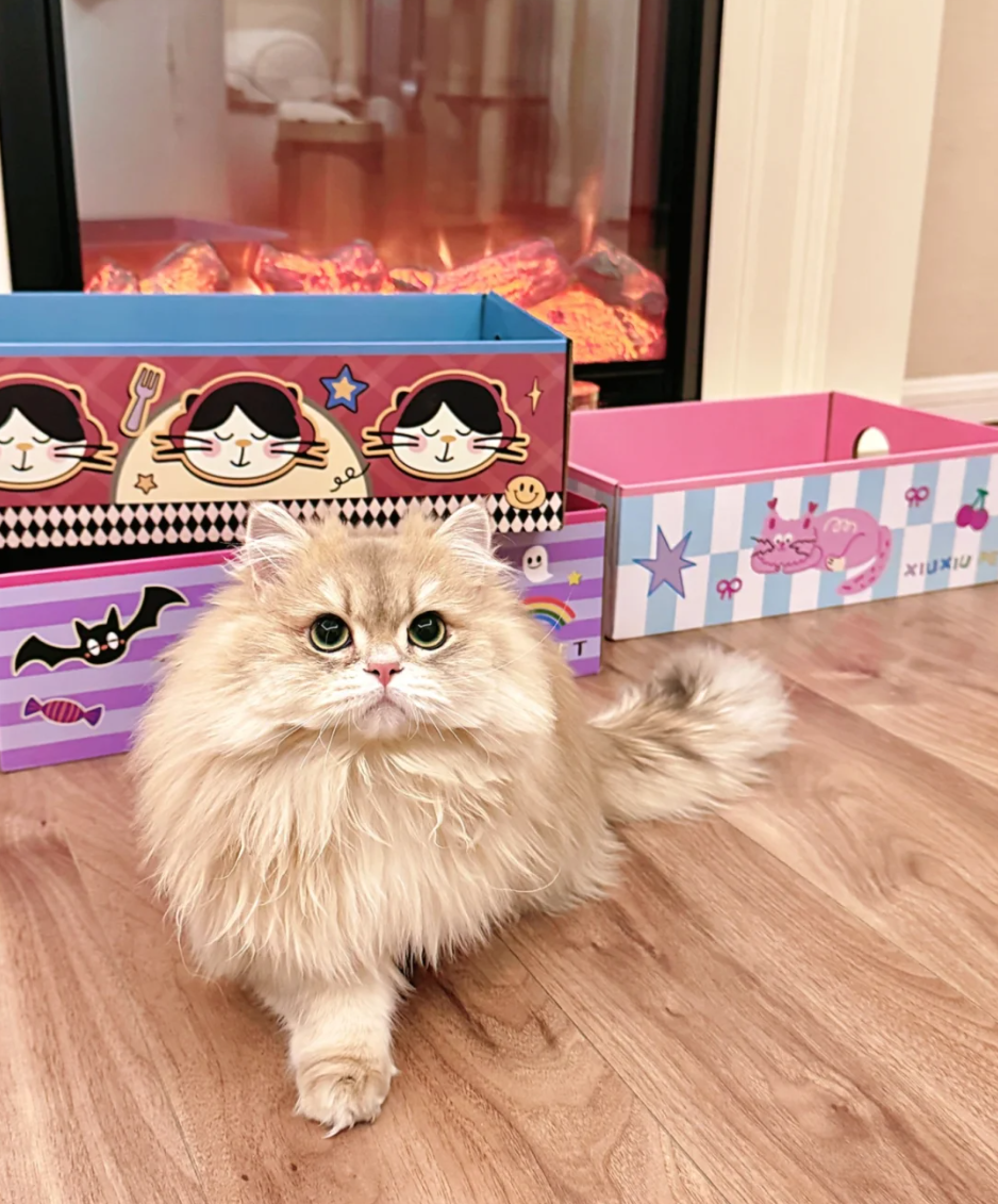 Secret Garden Cat Scratch Box | Mystery Eco-Cardboard Collection with 3 Whimsical Designs